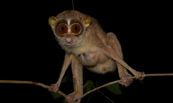 Slender Loris Species Spotlight